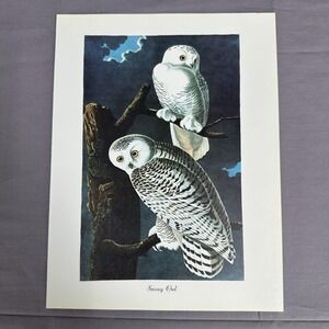 1950 Vintage Snowy Owl Print  American Bird Wall Art Illustration Audubon